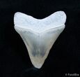 Tan Bone Valley Megalodon Tooth - inches #2170-1